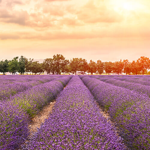 Welcome to a Calm, Stress-free Atmosphere